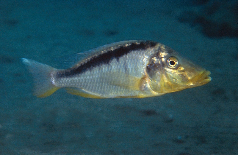 Taeniolethrinops macrorhynchus 'Chesese'